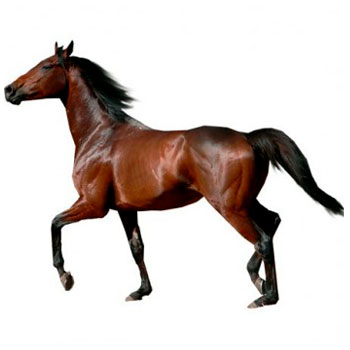 COPELE Horse Products
